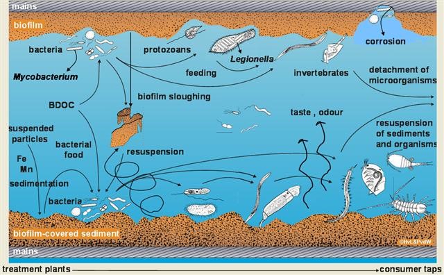 Biological activity | Legionella | Regrowth | KWR