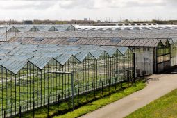 Effluent as a promising solution for greenhouse horticulture