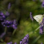 Nature-inclusive water and biodiversity