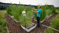 Wetland cultivation